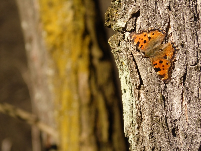 Parco del ticino: 21.3.13